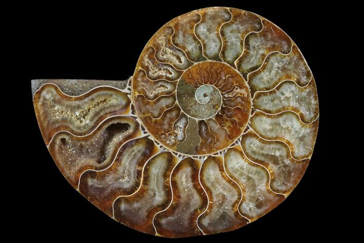 Agatized Ammonite Fossil (Half) - Madagascar #83831